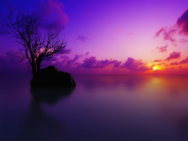 Rocher, arbre et coucher de soleil