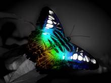 Papillon aux couleurs clatantes